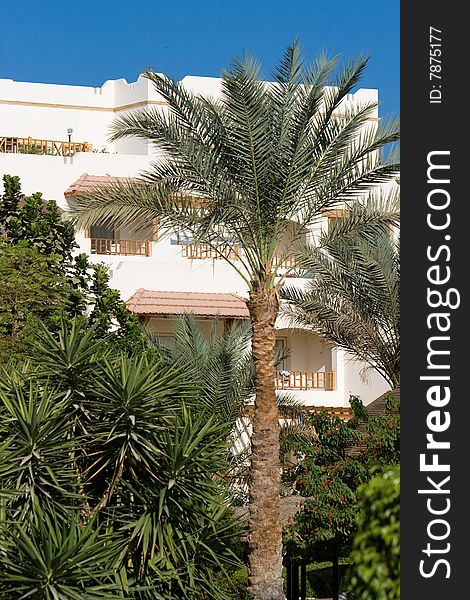 Hotel resort  with a palm tree. Hotel resort  with a palm tree
