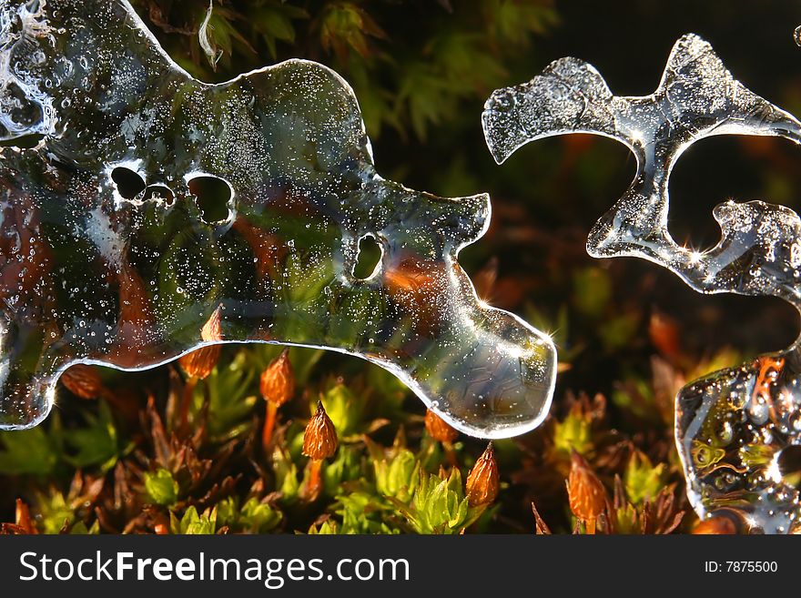 Close-up view of melting ice which has covered moss. Close-up view of melting ice which has covered moss.