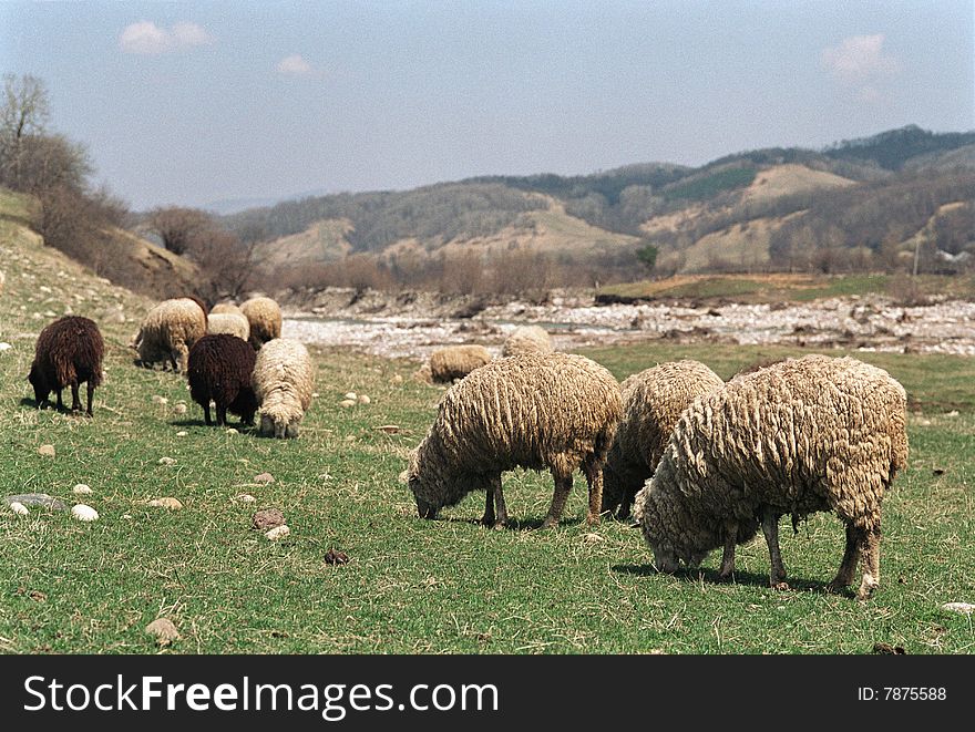 Sheep are grazing on the river bank. This picture was taken on the Aksaut river bank on the North Caucasus. Sheep are grazing on the river bank. This picture was taken on the Aksaut river bank on the North Caucasus.