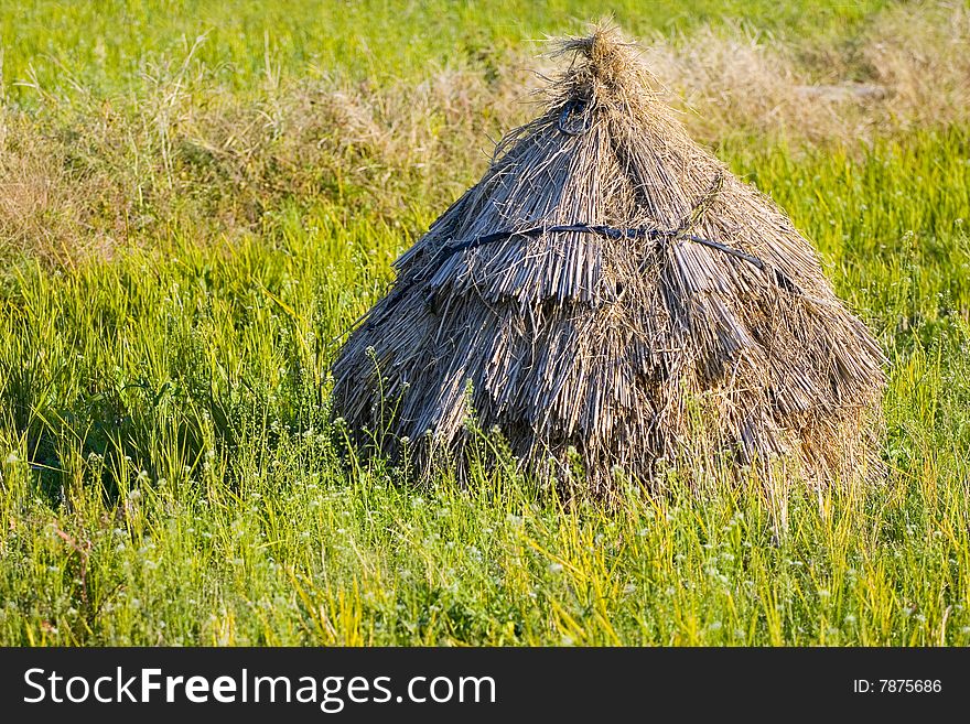 A bale of rice straw drying in a field in Japan. A bale of rice straw drying in a field in Japan