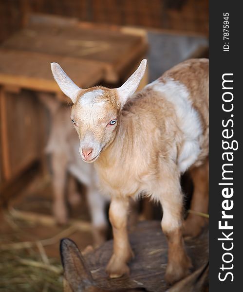 Barn Yard Farm Animal Baby Billy Goat with pink nose and thick fur