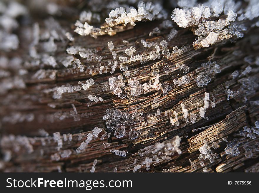 Close-up view of tiny ice crystals on a piece of bark.