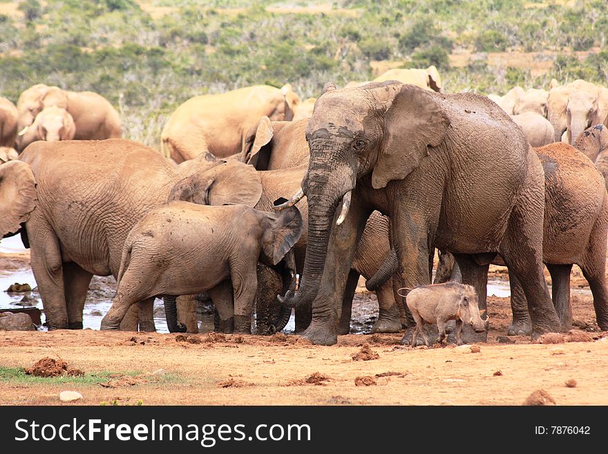 A group of muddy elephants. A group of muddy elephants
