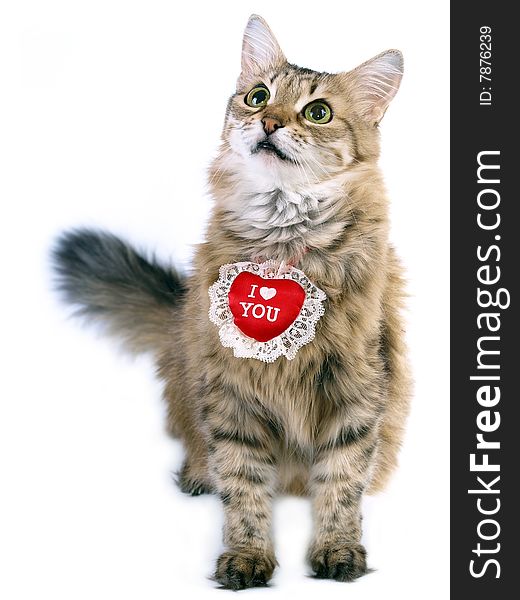 Red Valentine cat isolated on white background