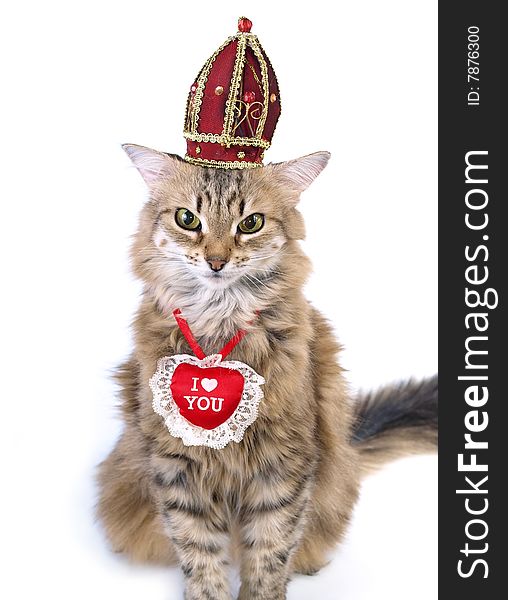 Cat with heart shaped necklace and the crown. Cat with heart shaped necklace and the crown