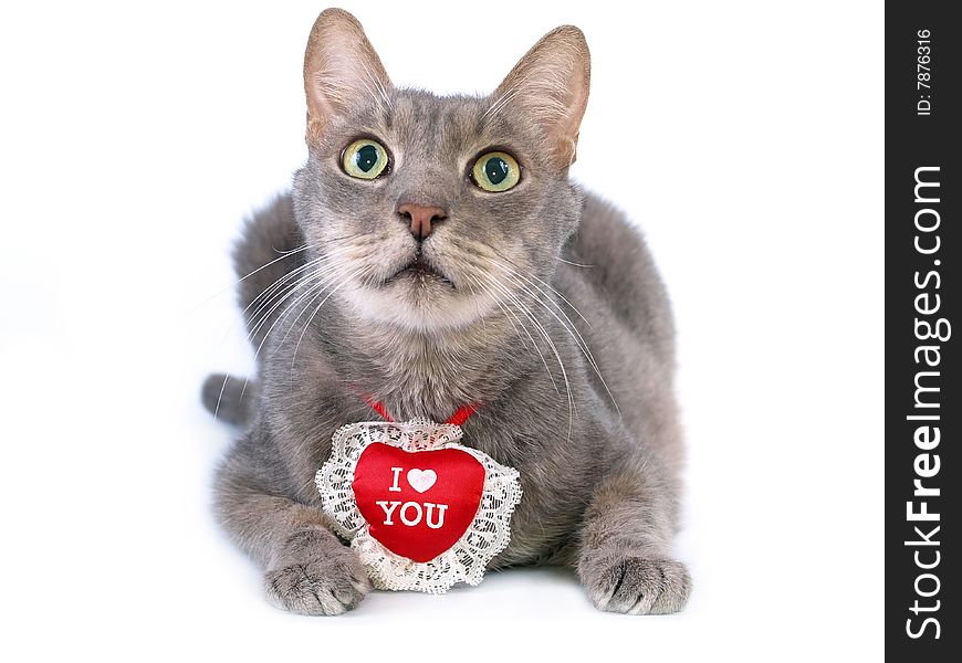 Gray Valentine cat with heart shaped necklace