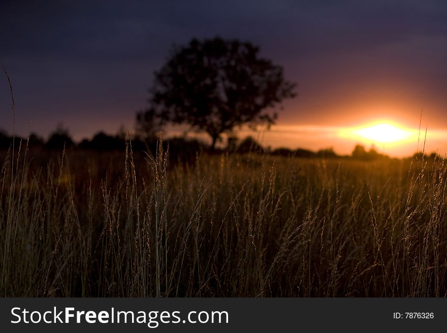 Beautiful sunset on a meadow