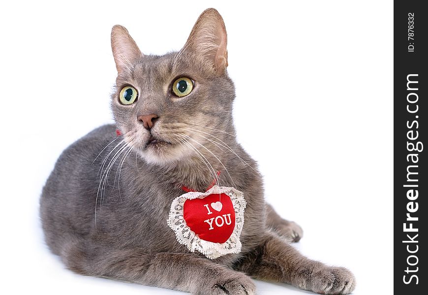 St Valentine S Day Cat