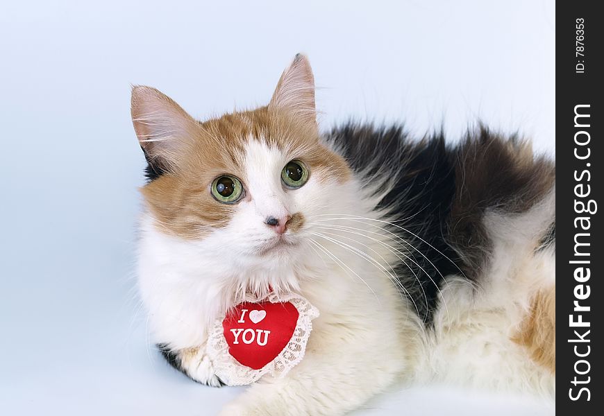 Tricolor Valentine cat with heart shaped necklace. Tricolor Valentine cat with heart shaped necklace