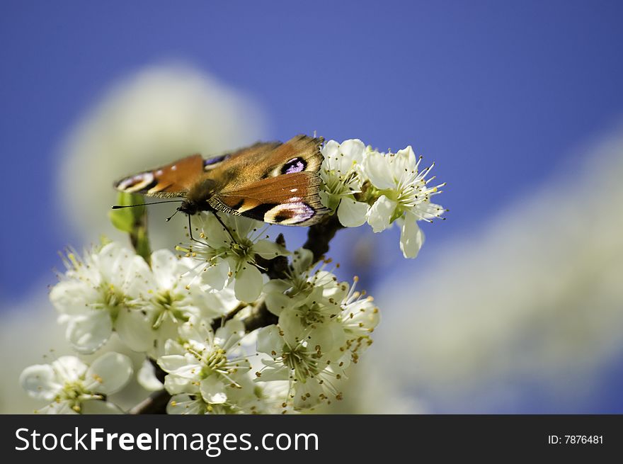 Butterfly on a apple tree in blossom