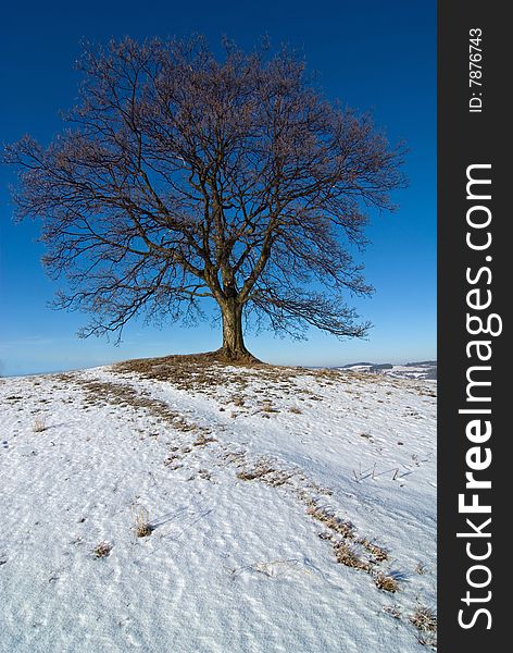 Lone tree maple in winter