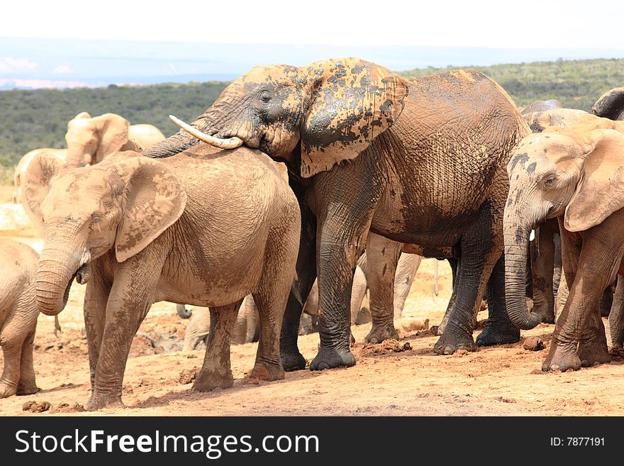 A group of very social elephants