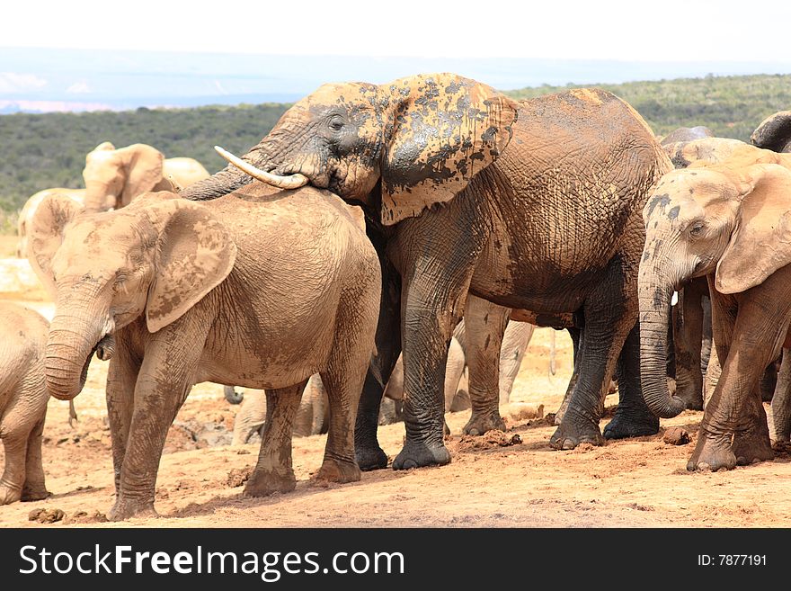 Social elephants