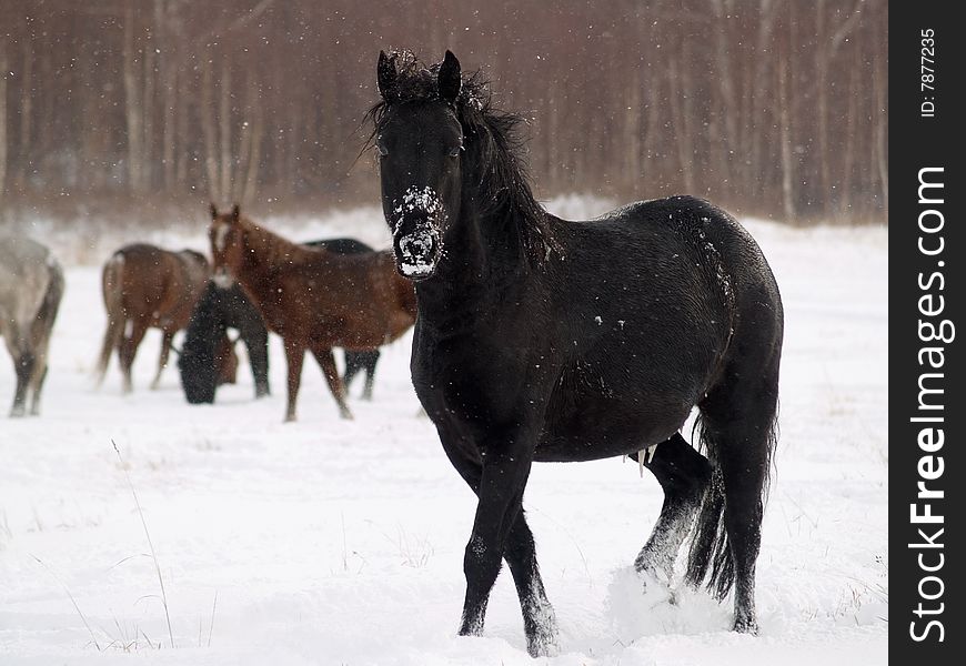 Horse in snowfall in field