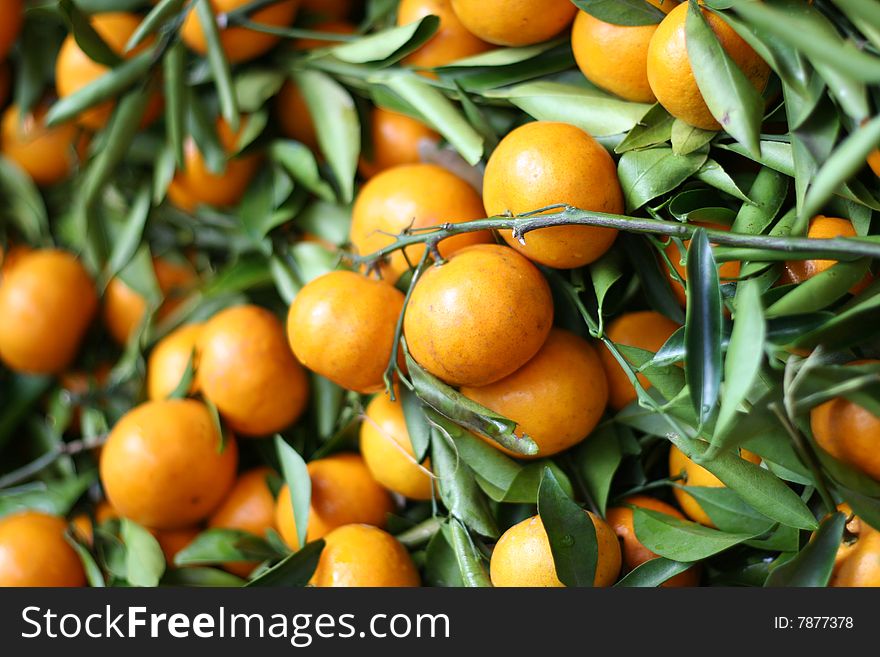 Chinese oranges, an aspicious item for chinese new year.