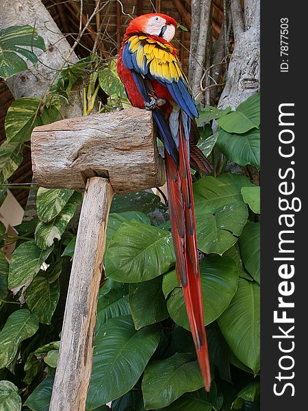 A colorful parrot on a perch among plants