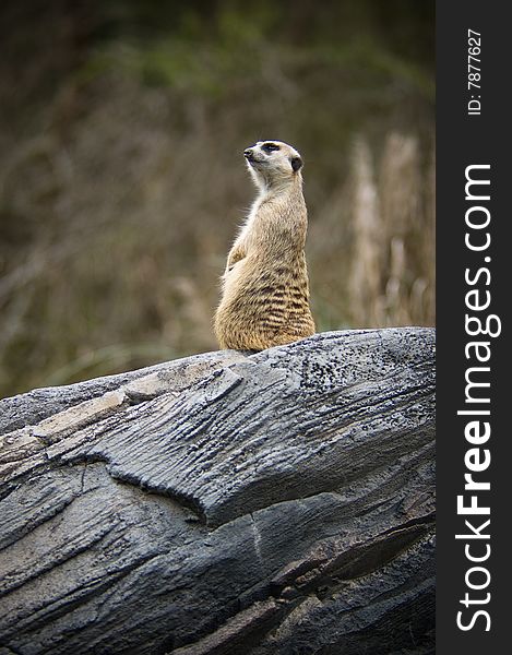 An alert meerkat watches for predators. An alert meerkat watches for predators.