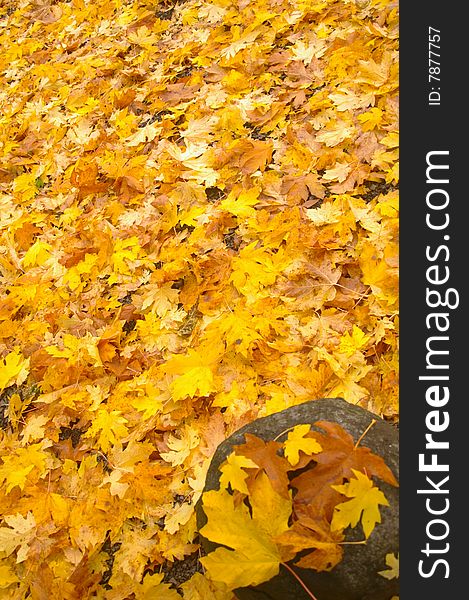 Colorful autumn leaves resting on a stone and covering the ground. Colorful autumn leaves resting on a stone and covering the ground.