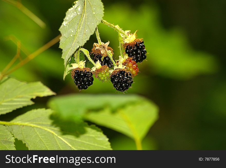 Black and red blackberries on a branch. Black and red blackberries on a branch.