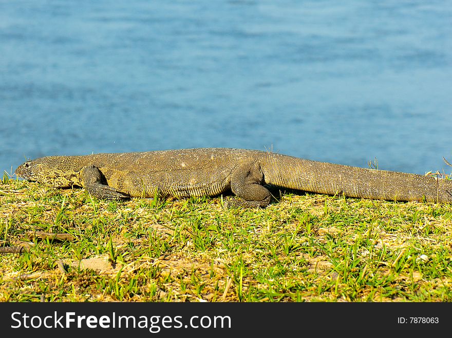 Monitor lizzard photographed in Africa.