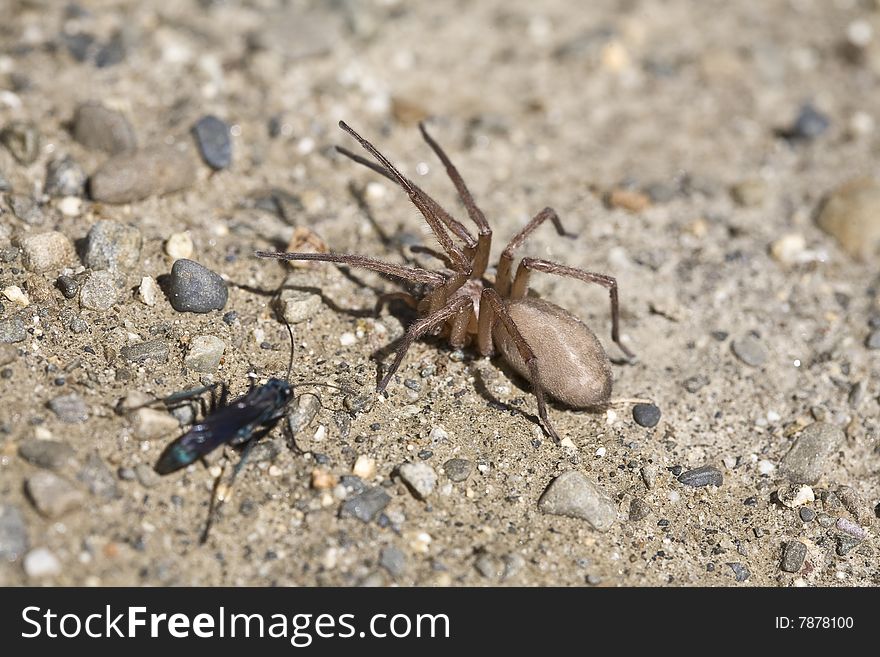 A fight between a large spider and an insect in the Moon Valley - Bolivia. A fight between a large spider and an insect in the Moon Valley - Bolivia.