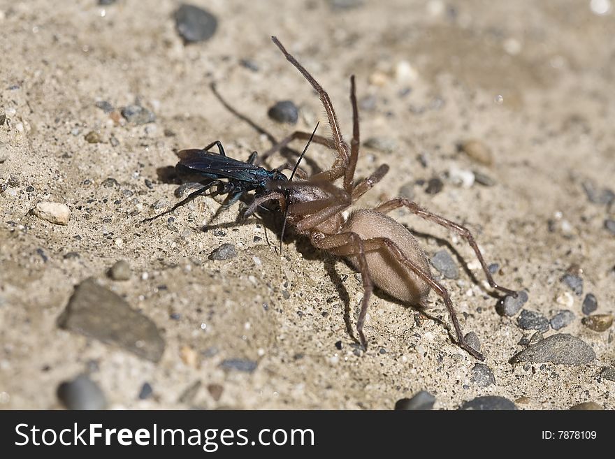 A fight between a large spider and an insect in the Moon Valley - Bolivia. A fight between a large spider and an insect in the Moon Valley - Bolivia.