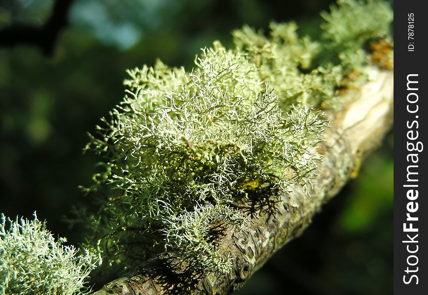 A tree branch full of delicate moss on the Isle of Mull, Scotland. A tree branch full of delicate moss on the Isle of Mull, Scotland.