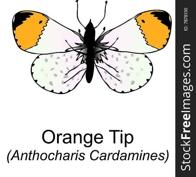 A close up ilustration of the Orange Tip. (Scientific name; Anthocharis Cardamines). A close up ilustration of the Orange Tip. (Scientific name; Anthocharis Cardamines)