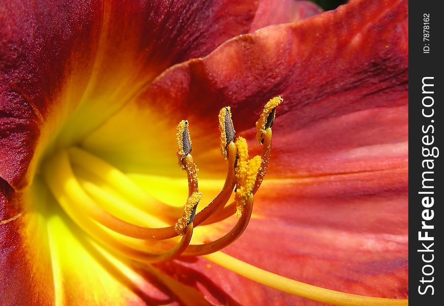 Excellent color on this red and yellow lily. Excellent color on this red and yellow lily.