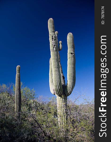 Cactus found in the areas just north of Phoenix, Arizona. Cactus found in the areas just north of Phoenix, Arizona.