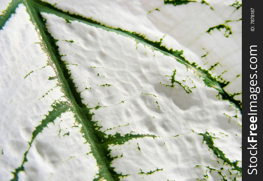Detail of the pattern on a huge white caladium leaf.