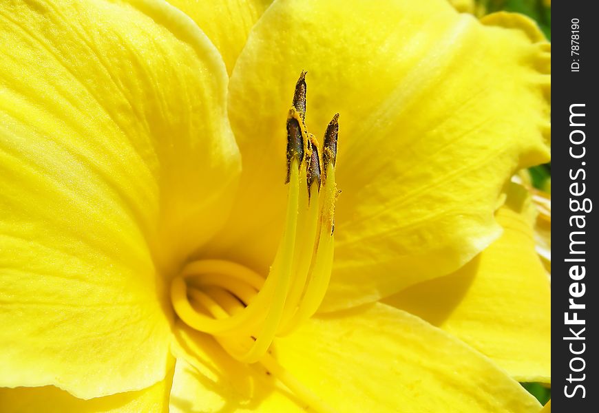 The center of a pretty yellow lily flower.