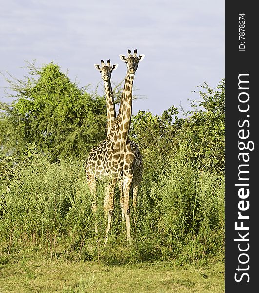 Two giraffes appearing as one photographed in Zambia. Two giraffes appearing as one photographed in Zambia