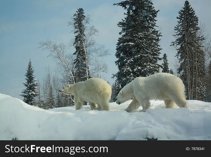 Cochrane polar bears habitat ,do not miss it. Cochrane polar bears habitat ,do not miss it.