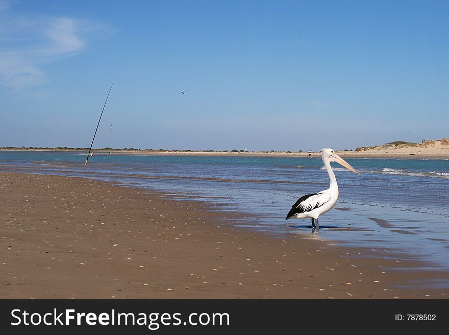 A pelican checks out the fishing Murray mouth, South Australia. A pelican checks out the fishing Murray mouth, South Australia