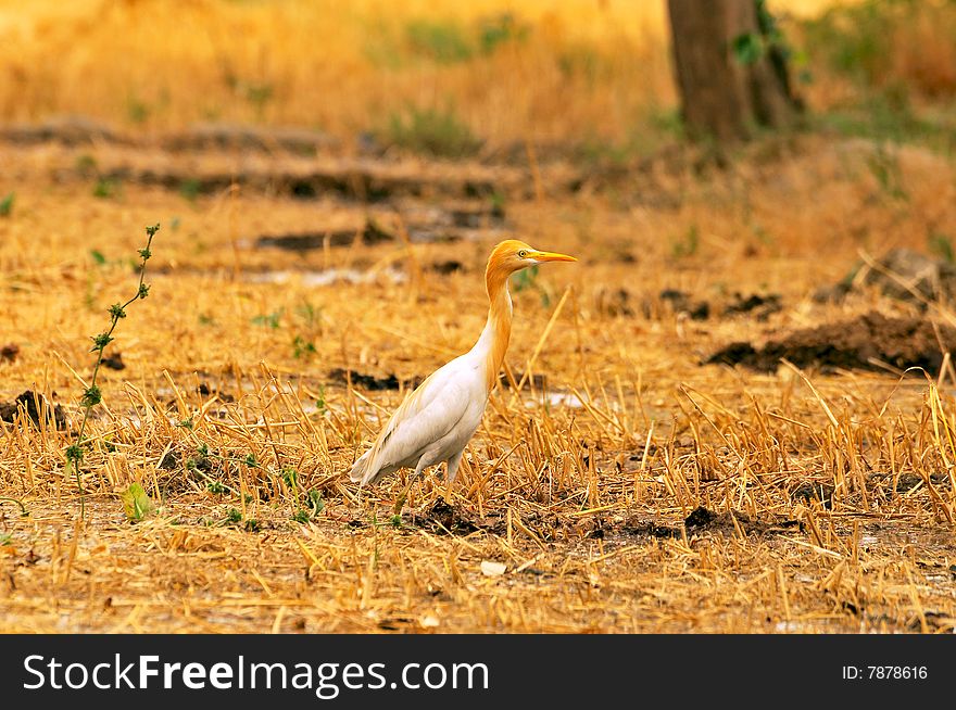 Common cattle egret looking great in outdoors.