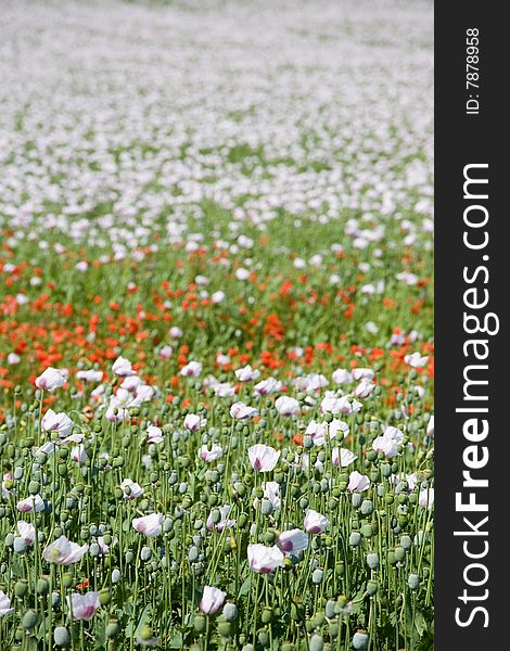 Triple color poppy flower field. Triple color poppy flower field.