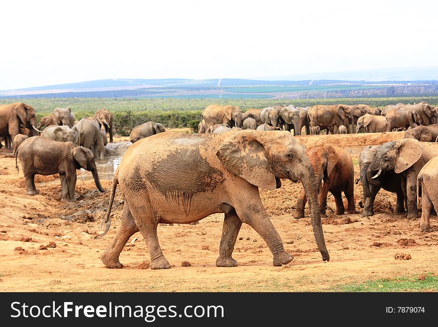 A group of muddy elephants at a waterhole. A group of muddy elephants at a waterhole