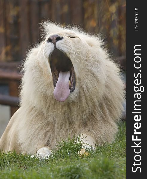 White lion with open big mouth