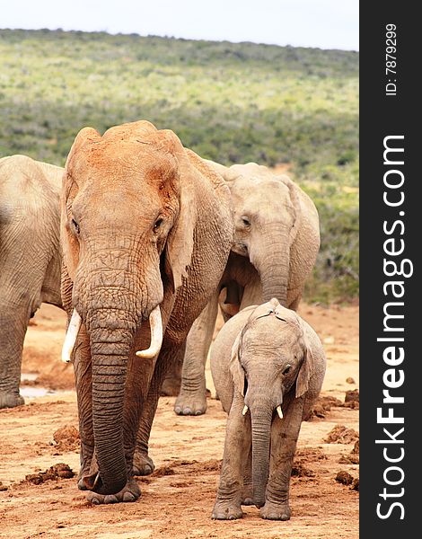 A large male bull elephant and a young calf elephant. A large male bull elephant and a young calf elephant