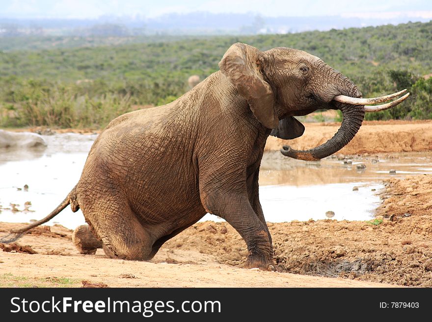 A elephant getting up after a quick role in the mud