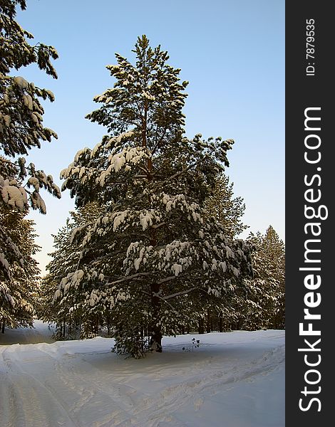 Winter landscape. Forest after the snowfall. Russia, January. The soft evening light. An example of a dual perspective.