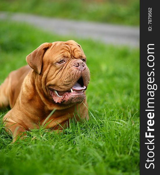 A dog of breed is a dog from Bordeaux, lying on a green grass. A dog of breed is a dog from Bordeaux, lying on a green grass.