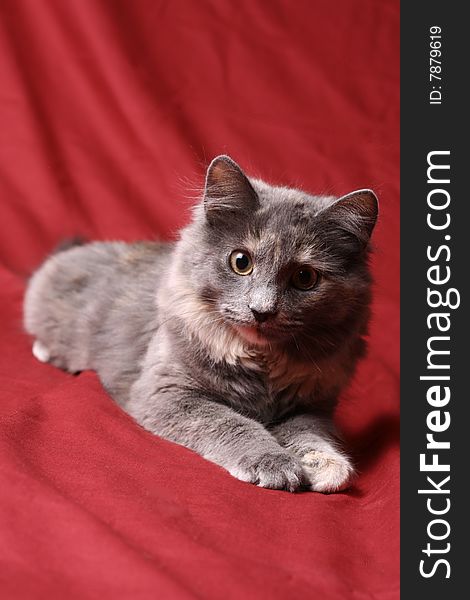 A very cute and fuzzy kitten laying on red background. A very cute and fuzzy kitten laying on red background