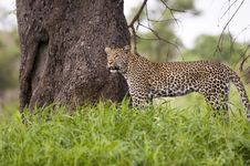 Leopard Resting Royalty Free Stock Images Leopard Resting Royalty Free Stock Images