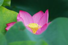 Lotus Royalty Free Stock Photo Lotus Royalty Free Stock Photo