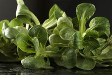 Close-up Of Corn Salad (lettuce) Royalty Free Stock Photography Close-up Of Corn Salad (lettuce) Royalty Free Stock Photography