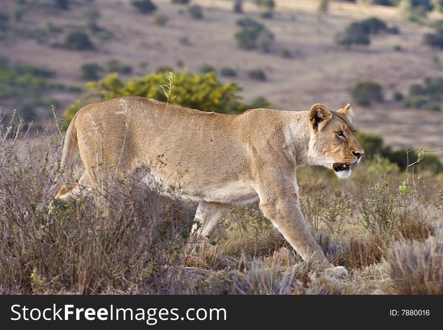 A lioness comes in close to the vehicle. A lioness comes in close to the vehicle