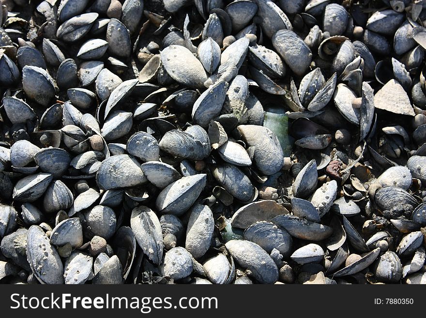 Empty seashells on the beach