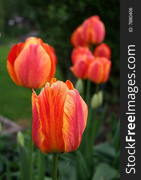 Red tulips in a garden, spring flowers